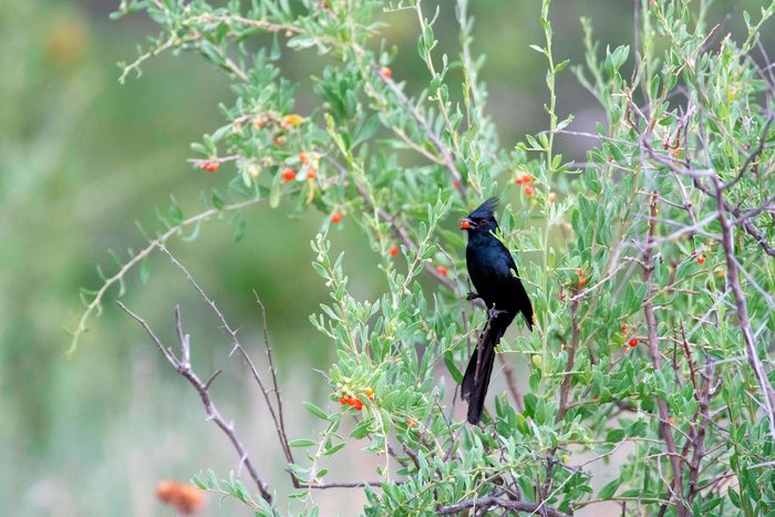 Phainopepla, (phainopepla Nitens), Eating Wolfberries, (lycium Torreyi). Bosque Del Apache National Wildlife Refuge, New Mexico, Usa.