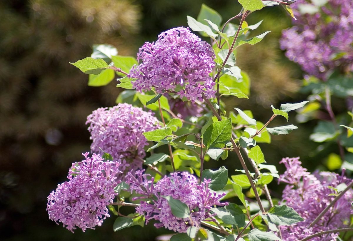 Pw Bloomerang Lilac dwarf flowering shrubs for containers