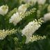 Summersweet (Clethra alnifolia): Fragrant Flowering Shrubs