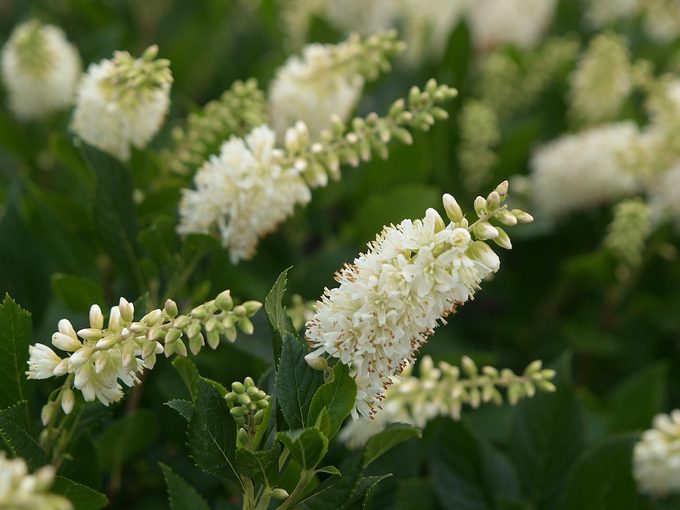 Summersweet (Clethra alnifolia): Fragrant Flowering Shrubs