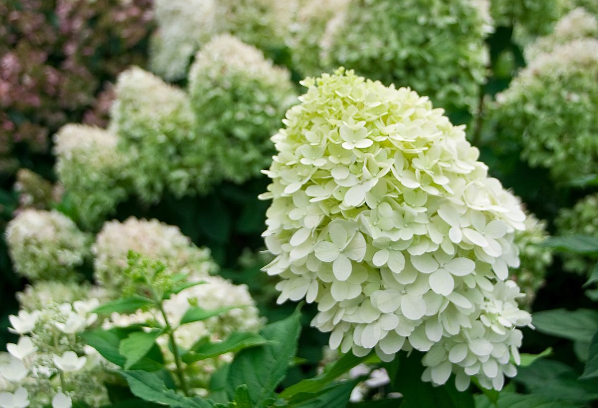 Pw Littlelimehydrangea
