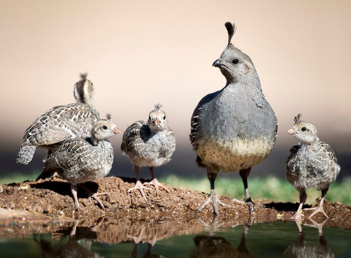 Gambel's Quail