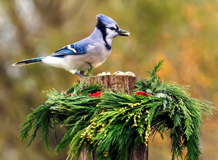 blue jay christmas