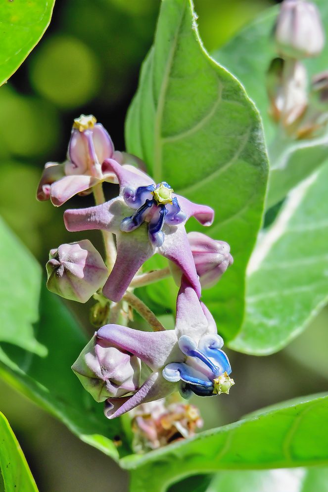 giant milkweed