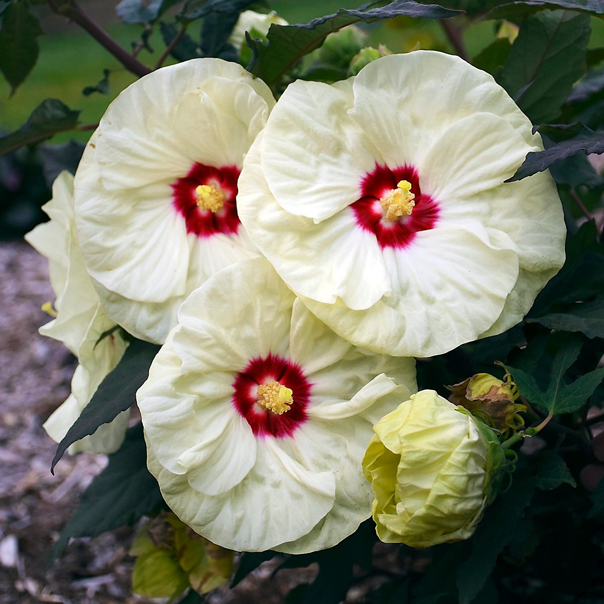 Walters Hibiscus French Vanilla Pp33181 Cpbraf 0000 High Res