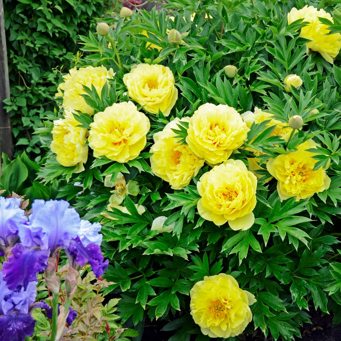 Walters Paeonia Bartzella 0000 High Res