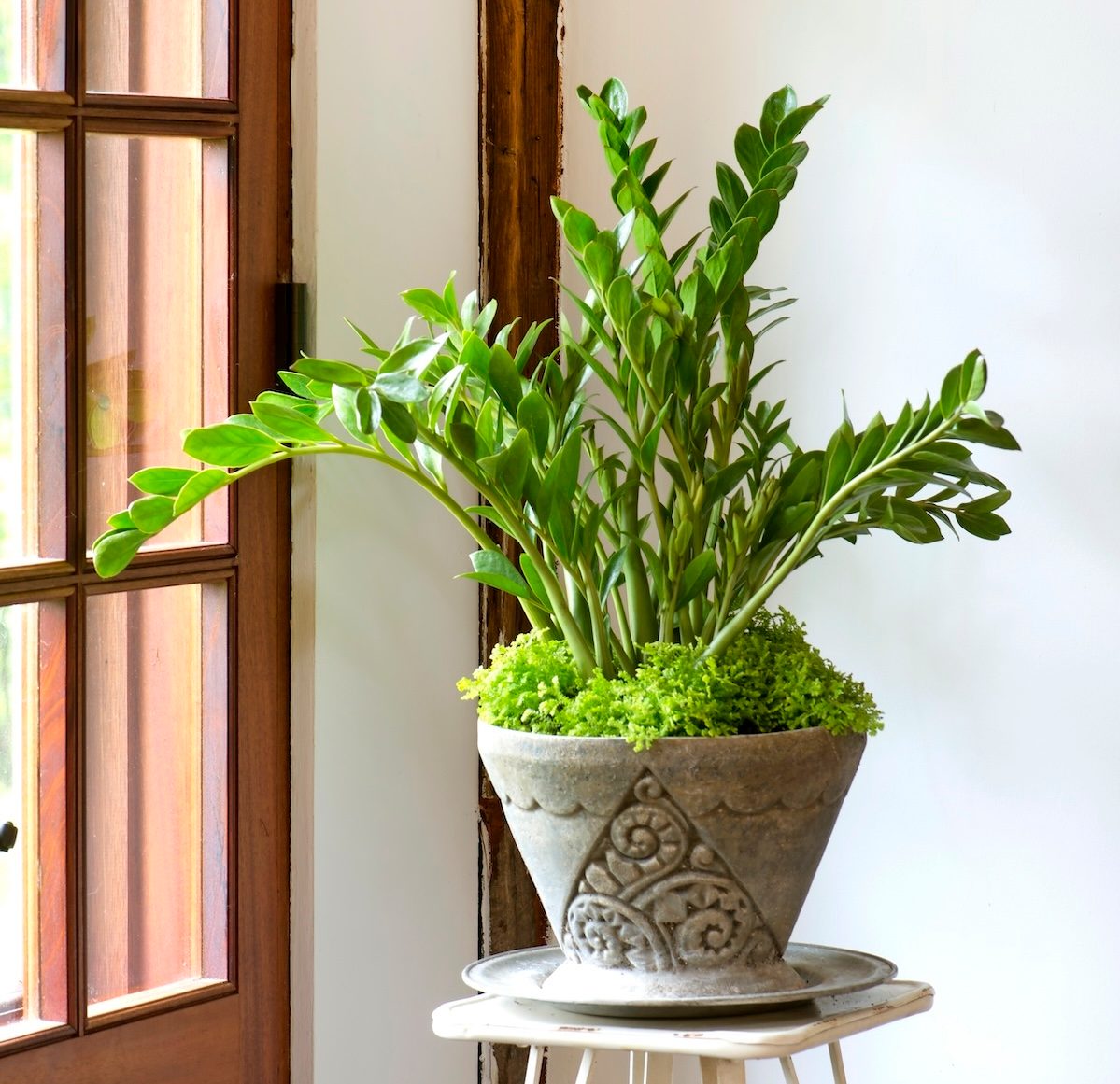 Zamioculcas Zamiifolia