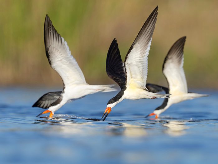 Zwiebel Black Skimmers Img 9248 Mar 2023, bird facts
