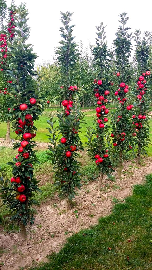 Mal Tasty Red 0004 columnar apple tree