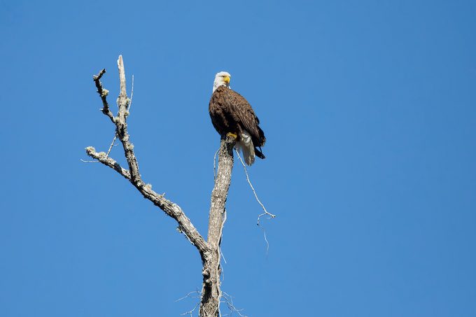 bald eagle in a tree