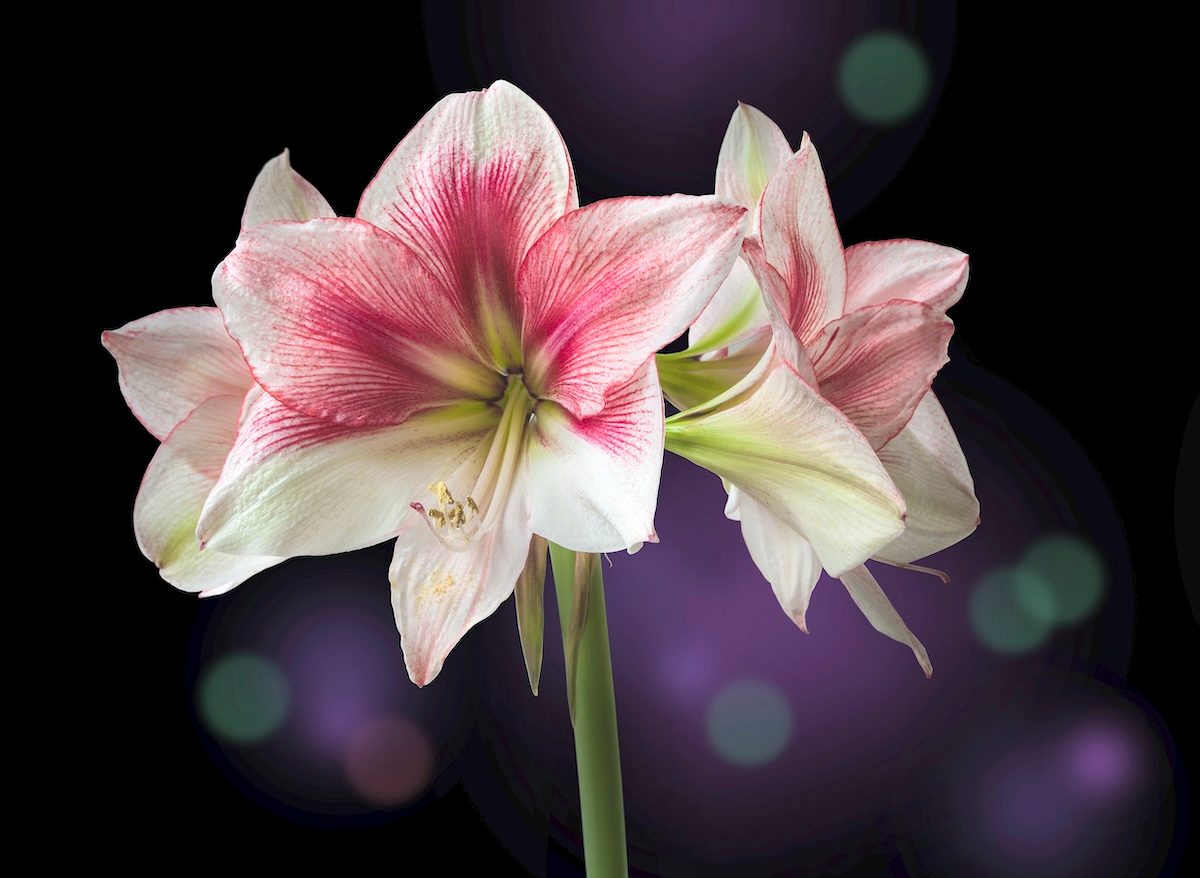 Bloom,red,and,lime,amaryllis,(hippeastrum),galaxy,group,"grandise,fantasy"