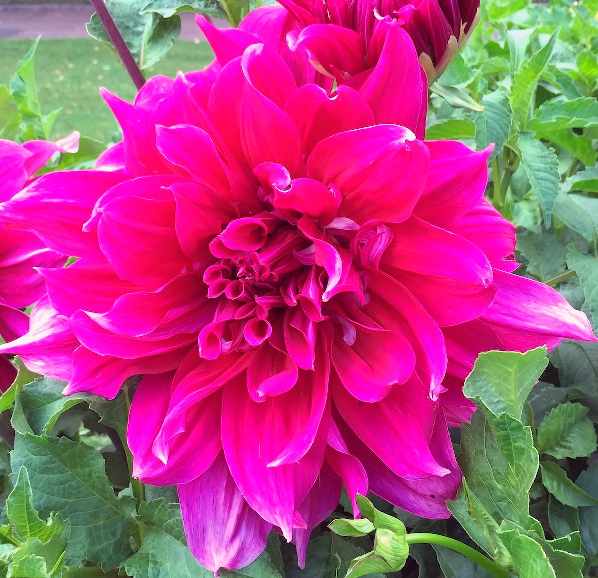 Dark,pink,maki,dahlia,flowers,on,their,plants