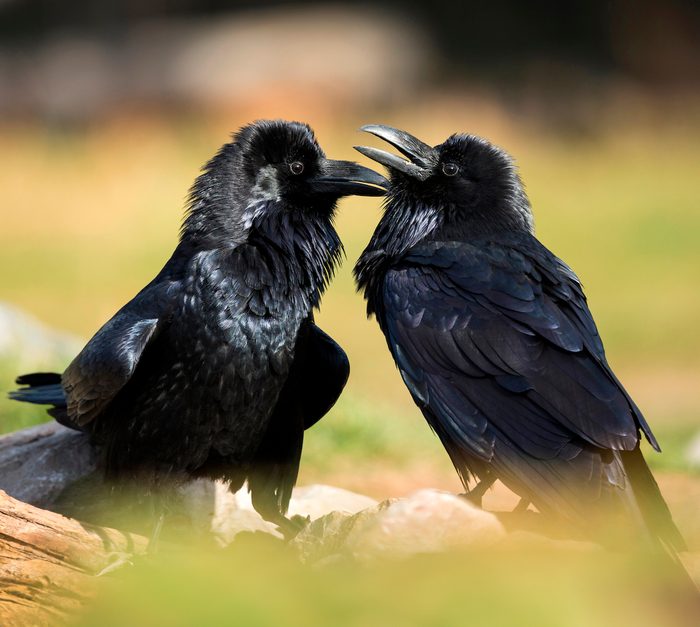 Pair,of,common,ravens,,corvus,corax,,west,yellowstone,,montana,,wild, bird facts