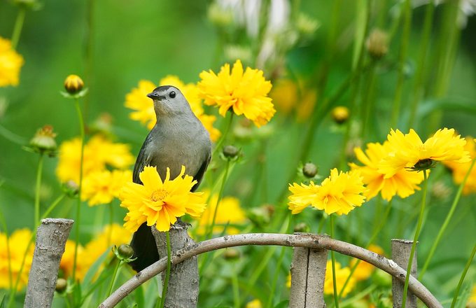 01392 02605 mimic bird catbird