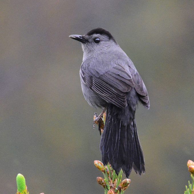 3 Mimic Bird Species You Should Know