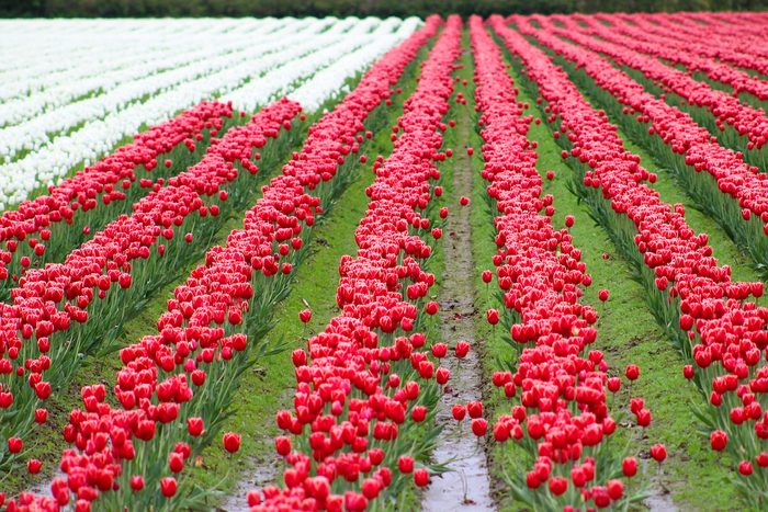 places to see flowers