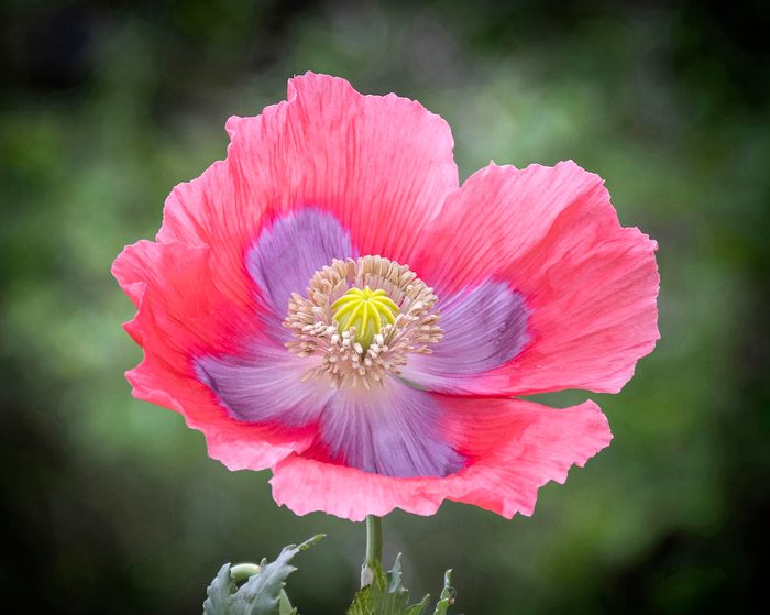 places to see flowers