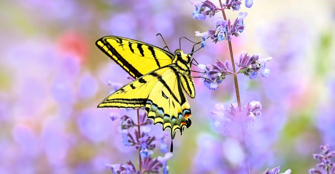 two tailed swallowtail butterfly