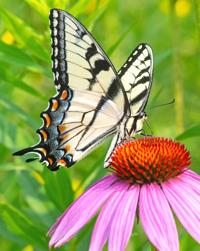eastern tiger swallowtail