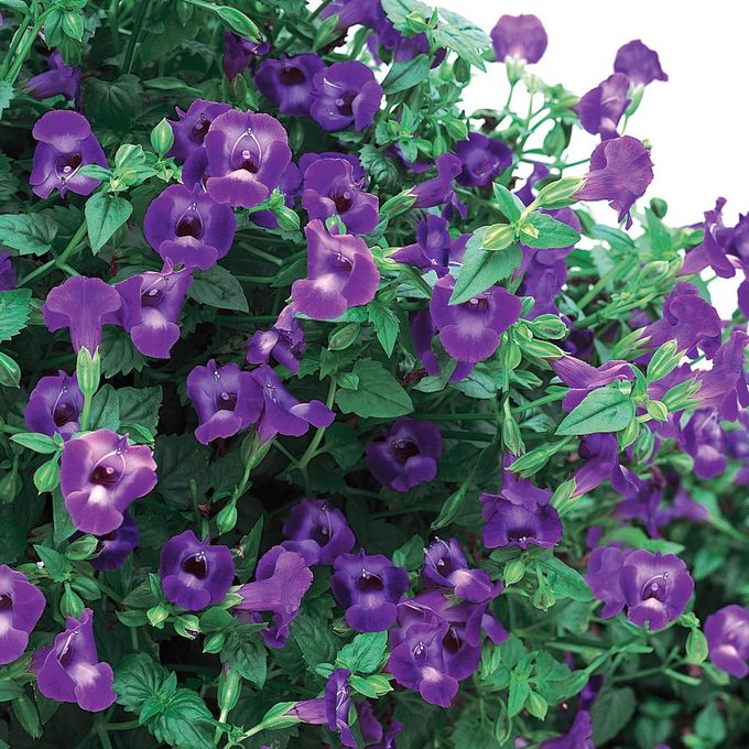 summer wave large violet wishbone flower