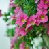 Annuals vs. Perennials — What is the Difference?