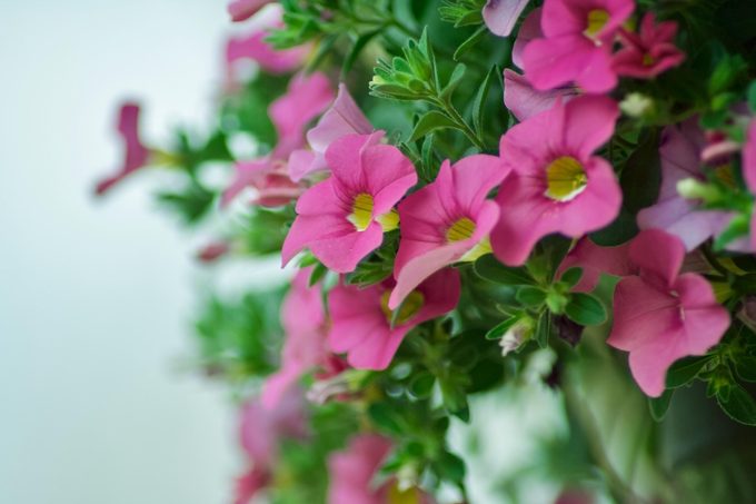 Annuals vs. Perennials — What is the Difference?