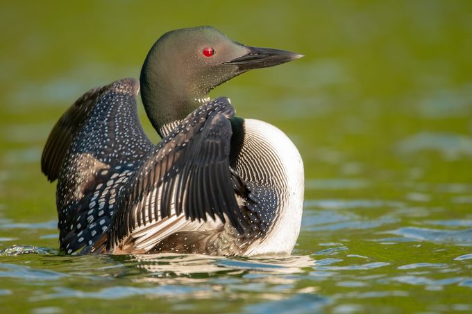 common loon bird of the year