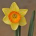 11 Things to Do Now to Prepare Your Garden for Spring