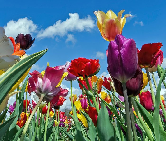 places to see flowers