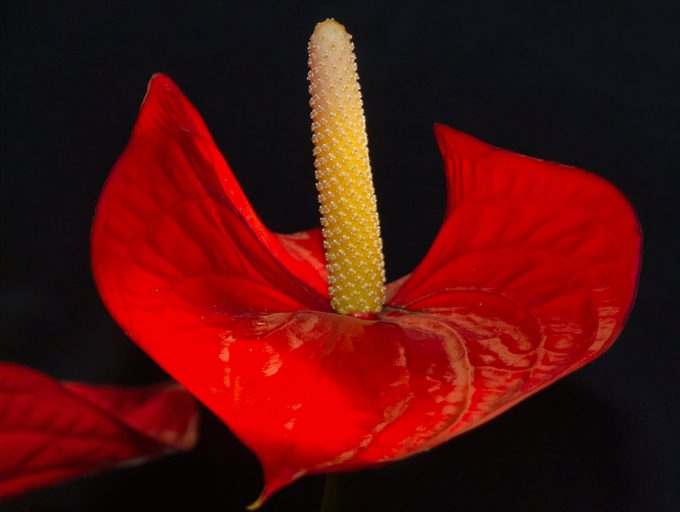 anthurium