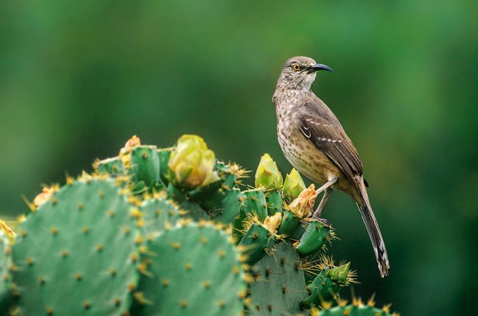 Curve Billed Thrashers Toxostoma Curvirostrae Are Small To Medium Sized Brownish Gray Plumaged Songbirds Of Southwestern Deserts In North America