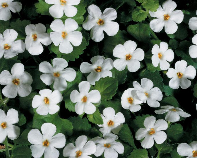 Snowstorm® Giant Snowflake® Bacopa