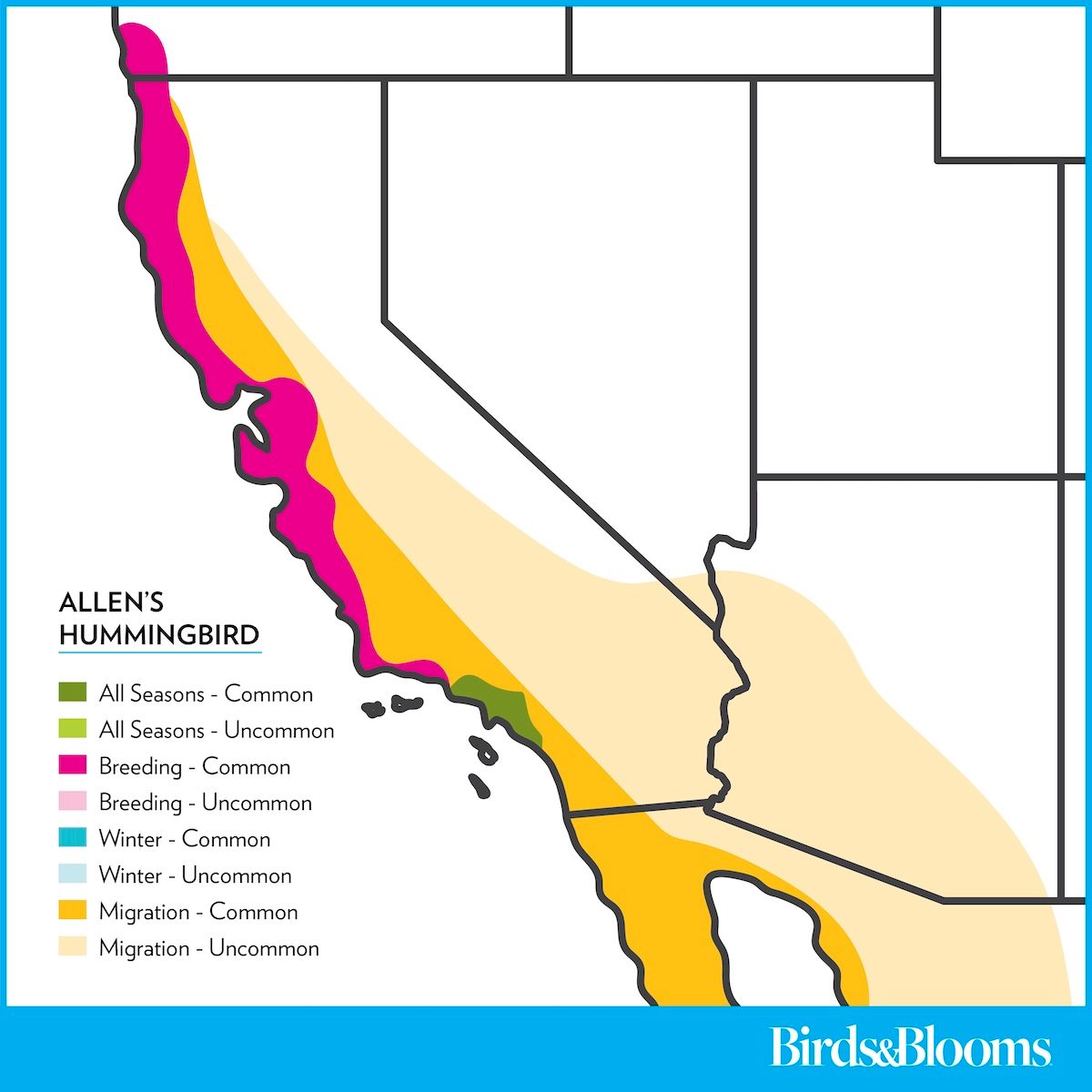 Allenshummingbird Rangemap 2024