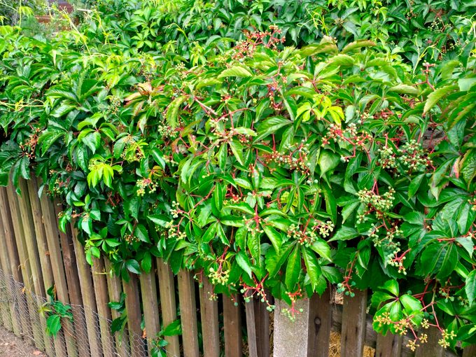 Virginia Creeper (parthenocissus Quinquefolia). Image Shot 2008. Exact Date Unknown.