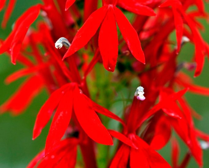 Cardinal Flower (lobelia Cardinalis). Image Shot 2009. Exact Date Unknown.