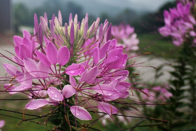 cleome spring garden