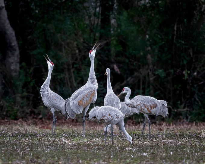 sandhill crane migration