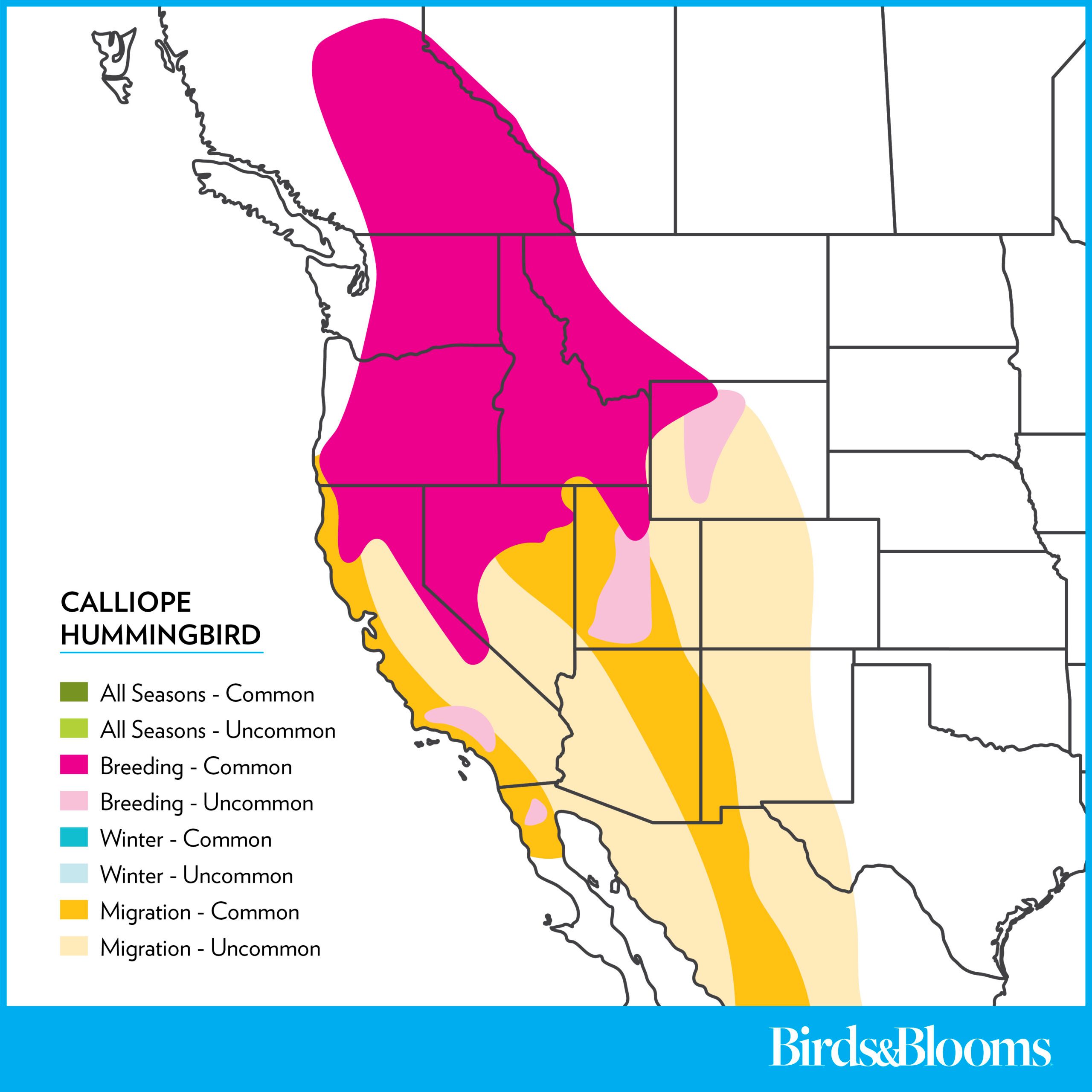 Calliopehummingbird Rangemap 2025