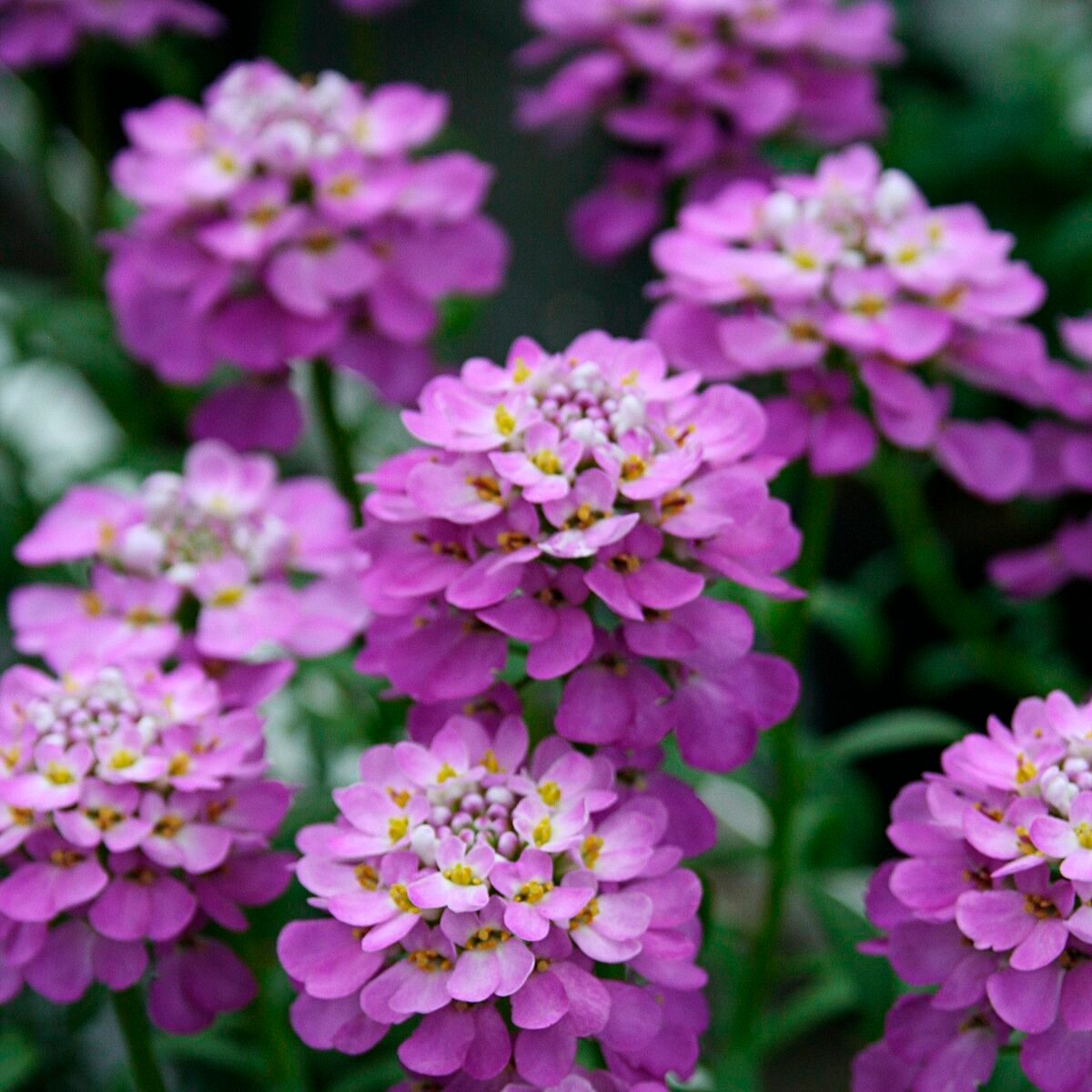 Candytuft2pw