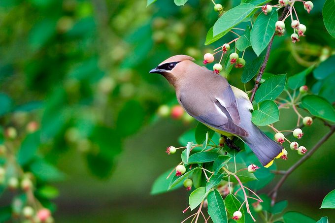Cedar Waxwing (bombycilla Cedrorum) In Serviceberry Bush (amelanchier Canadensis), Marion, Illinois, Usa.