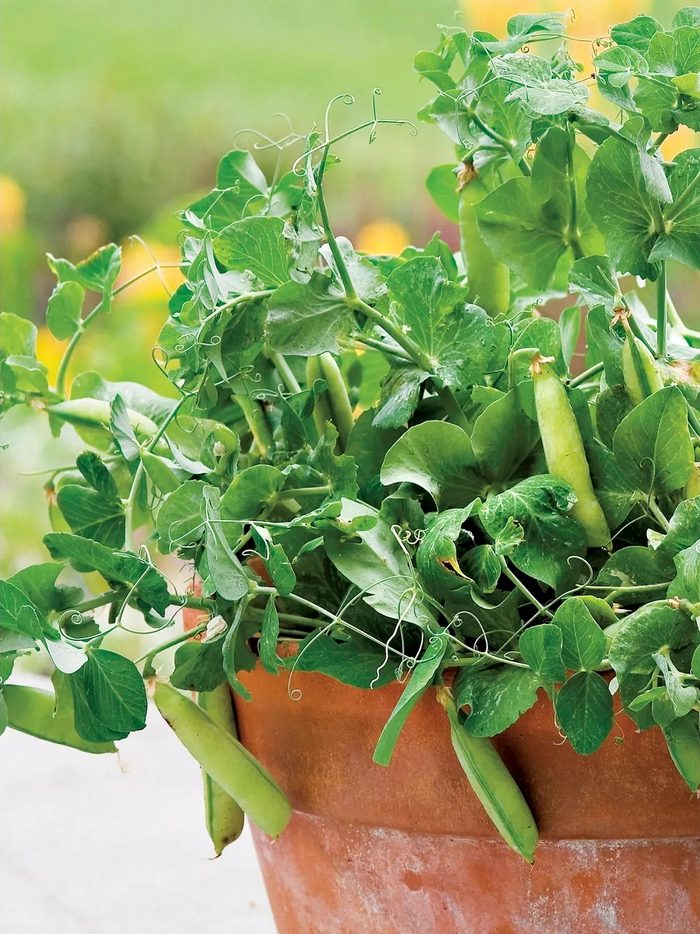 Fh23apr 624 54 Peas In A Pot