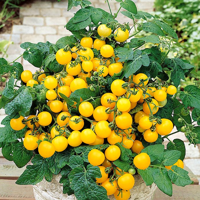 Fh23apr 624 54 Tomato Patio Choice Yellow Square 1