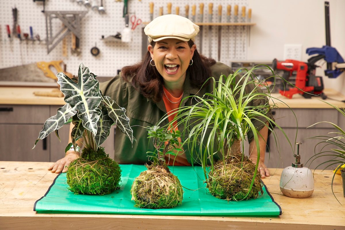 Group Shot Of Kokedama Moss Balls; Place On Green Surface; Over Wooden Table;