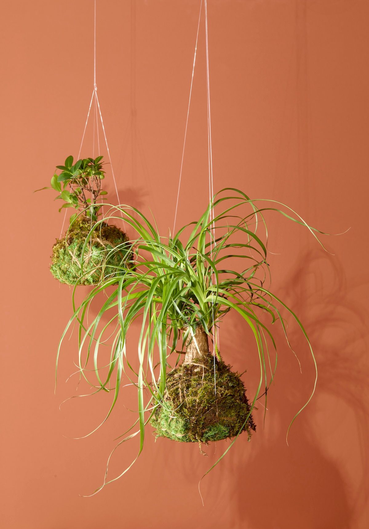 Hanging Shot Of Kokedama Moss Ball; Orange Wall;