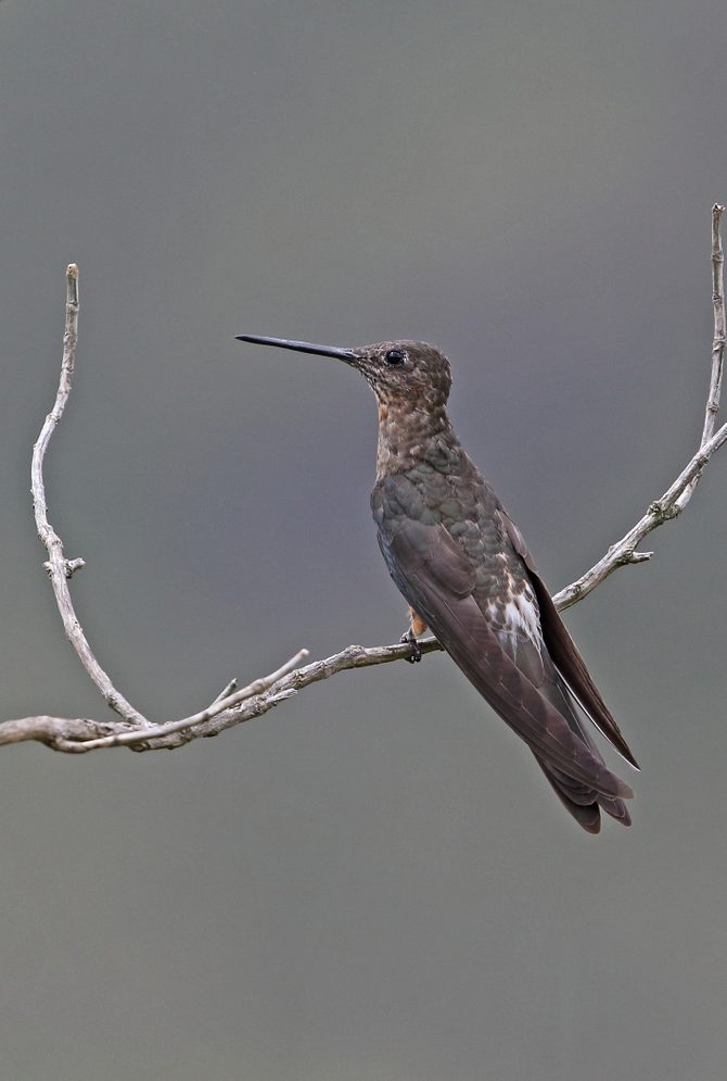 Giant Hummingbird