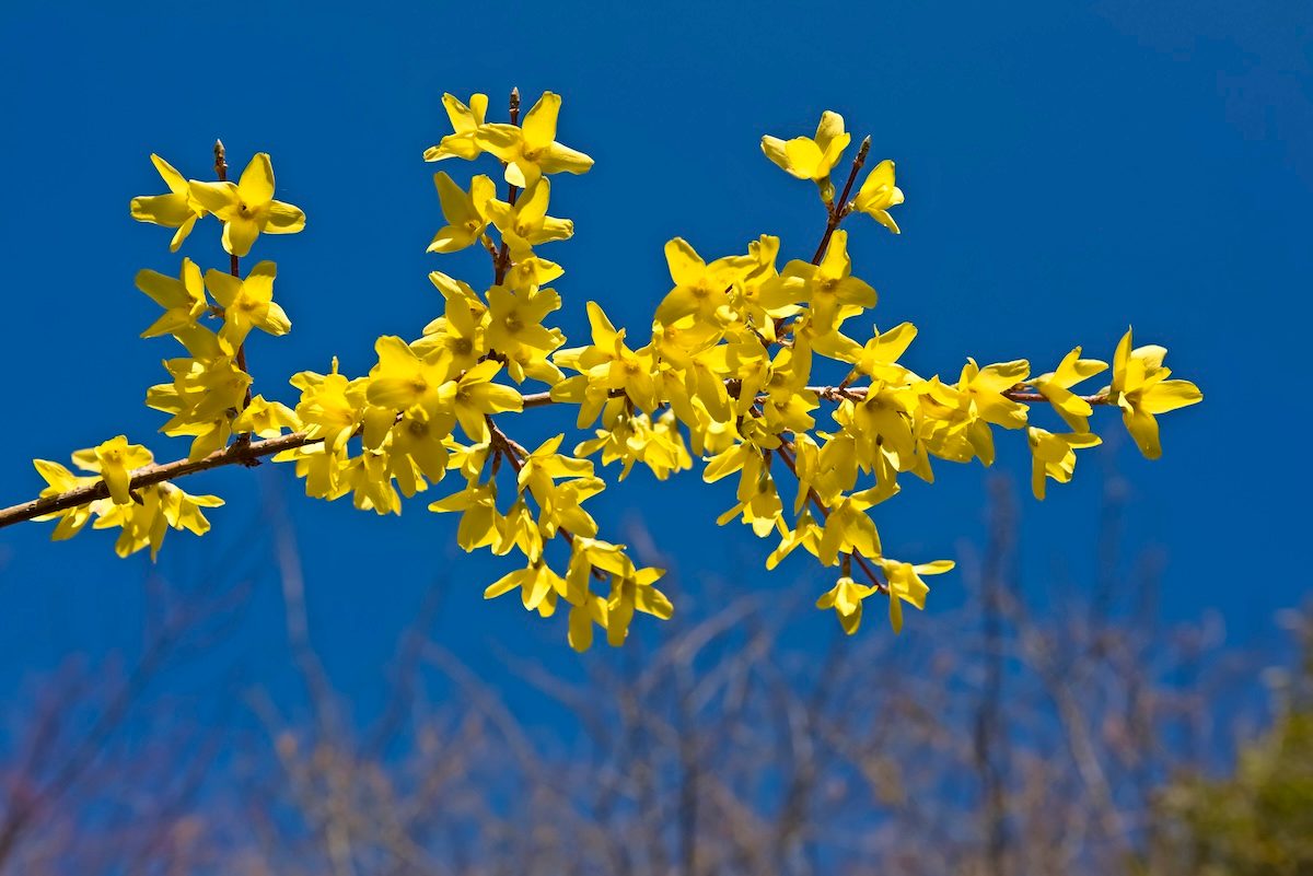 Forsythia Against A Blue Sky, early spring flowers