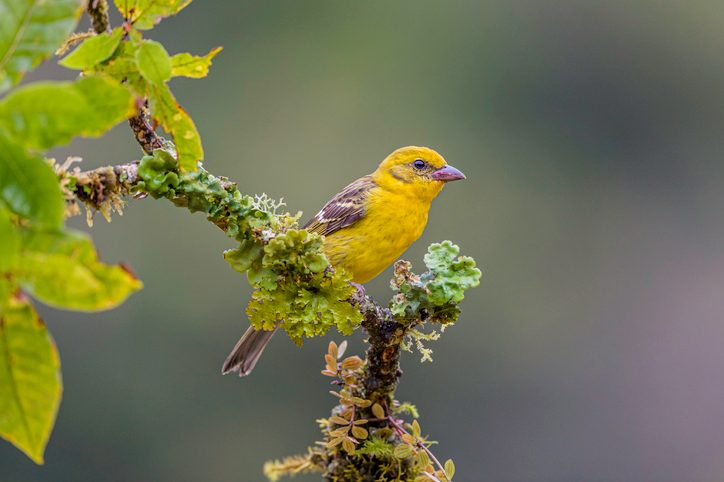 The flame-colored tanager (Piranga bidentata), formerly known as the stripe-backed tanager, is a medium-sized songbird found in Costa Rica
