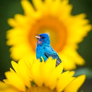 Indigo Bunting Bird On Sunflowers, backyard bird sanctuary