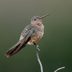 Giant Hummingbirds Do Exist — Here's Where to See One