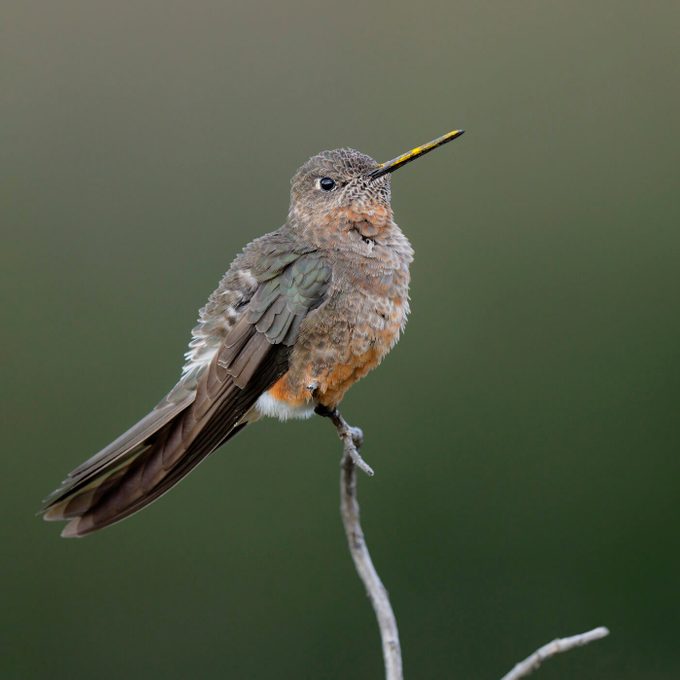 Giant Hummingbirds Do Exist — Here’s Where to See One
